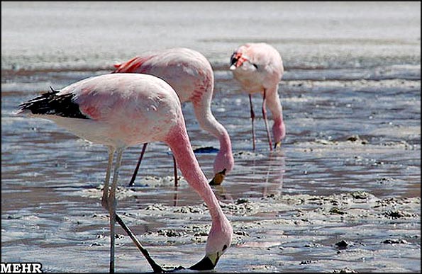 هامون قبل از خشک شدن هامون قبل از خشک شدن