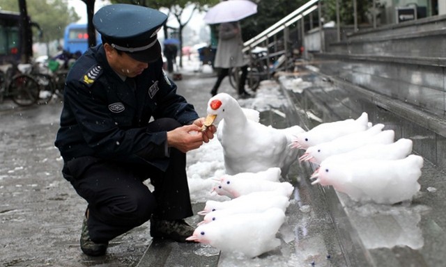 پرنده های برفی