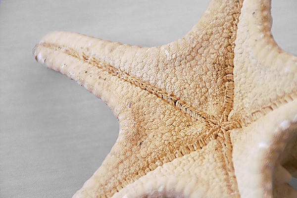 در اعماق اقیانوس(عکس)