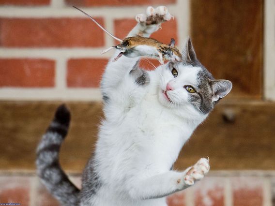 عجیب ترین تصاویر سال 2014