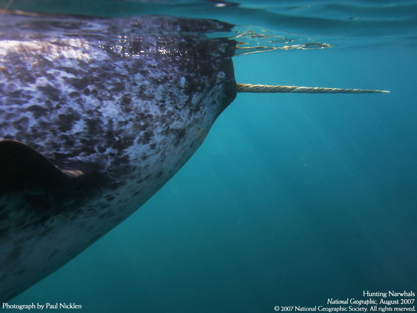 از نشنال جئوگرافیک(عکس)