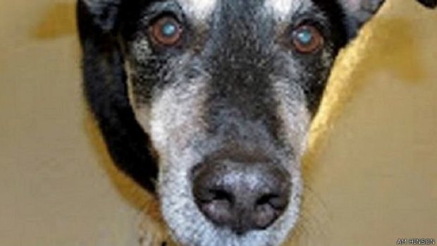 این سگ سرطان شما را تشخیص می‌دهد