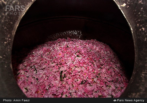 گلاب‌گیری در فارس (عکس)