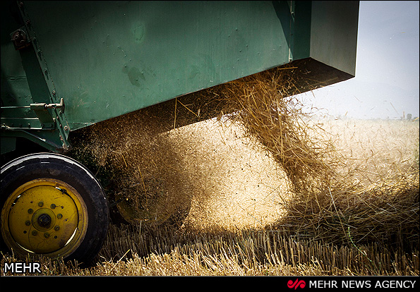 برداشت گندم - گرگان (عکس)