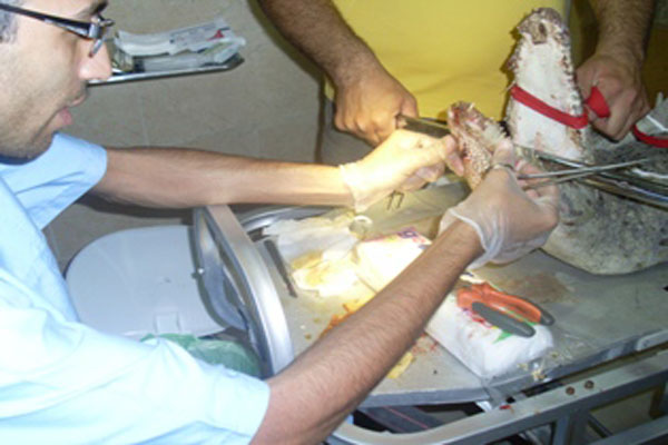 جراحی نادر کروکودیل در کرج+تصاویر