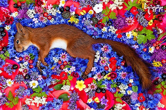 مرگِ زیبا (+عکس)