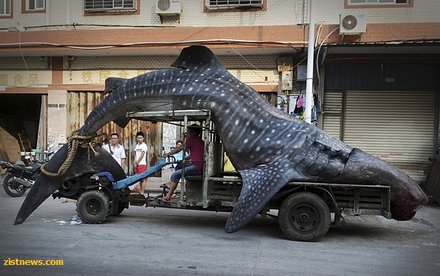 صید پنج متری!(عکس)