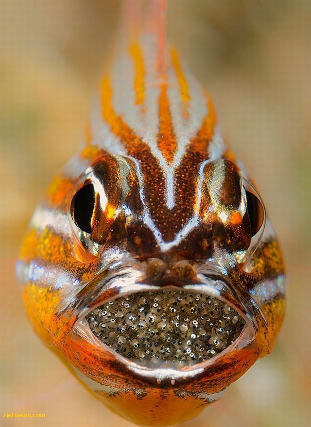 پدر و فرزندان!(عکس)