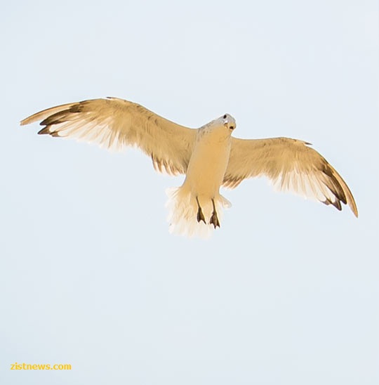 بدون شرح(عکس)