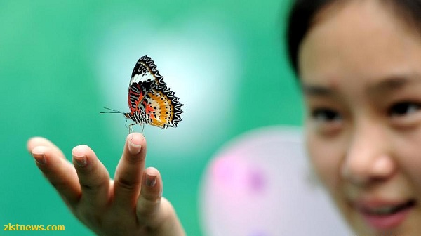 جشنواره پروانه(عکس)