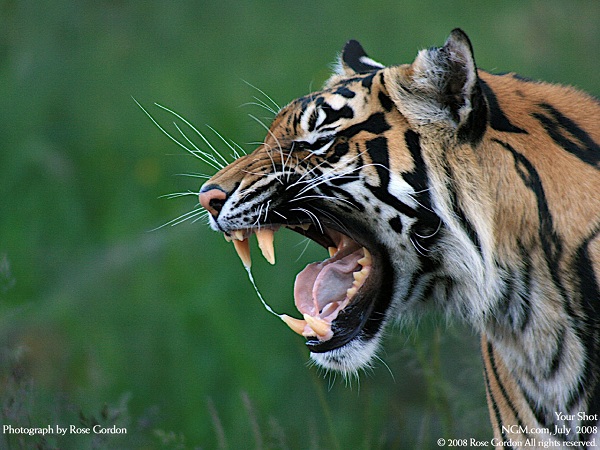 از نشنال جئوگرافیک(عکس)