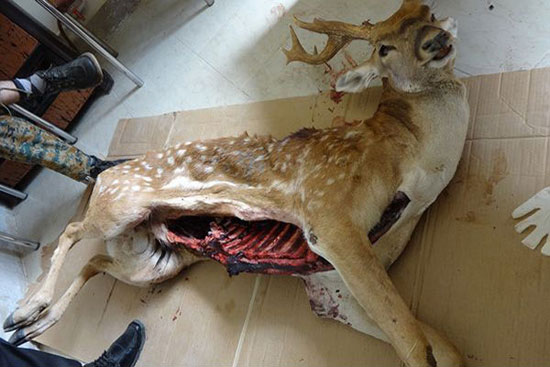 مرگ تاسف‌بار یک گوزن‌ ایرانی دیگر (+عکس)