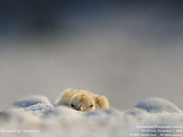 منتخبی از نشنال جئوگرافیک(عکس)