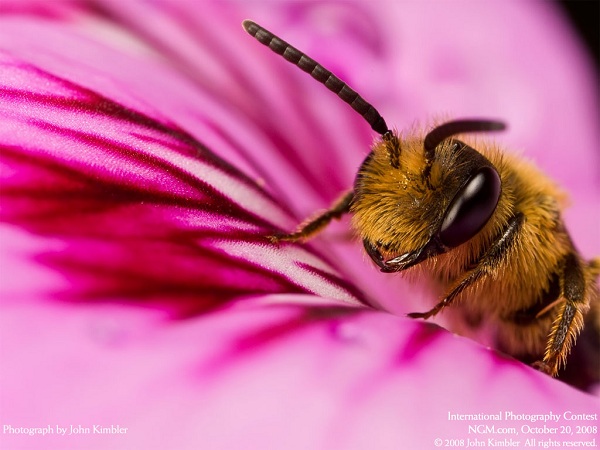 منتخبی از نشنال جئوگرافیک(عکس)