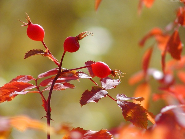 پاییزی(عکس)