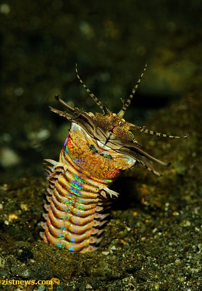 کرم شکارچی!(عکس)