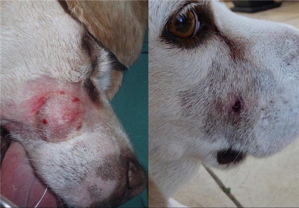 کشف مولکولی برای درمان سرطان+تصاویر کشف مولکولی برای درمان سرطان+تصاویر