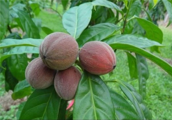 کشف مولکولی برای درمان سرطان+تصاویر کشف مولکولی برای درمان سرطان+تصاویر