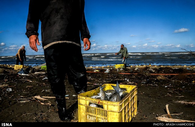 صید ماهی در شمال (عکس)