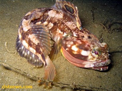 فرینج هِد با دهانی عجیب!(عکس)