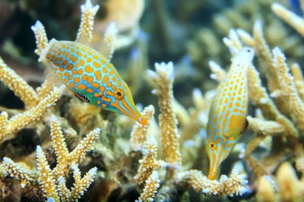 شناسایی ماهی که بوی خود را تغییر میدهد شناسایی ماهی که بوی خود را تغییر میدهد