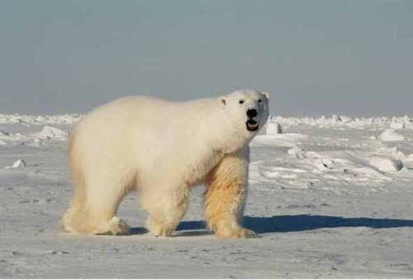 ۵ نقطه دیدنی زمین که قبل از نابودی باید آنها را دید ۵ نقطه دیدنی زمین که قبل از نابودی باید آنها را دید