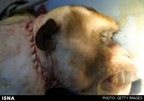 انجام نخستین پیوند سر به میمون انجام نخستین پیوند سر به میمون