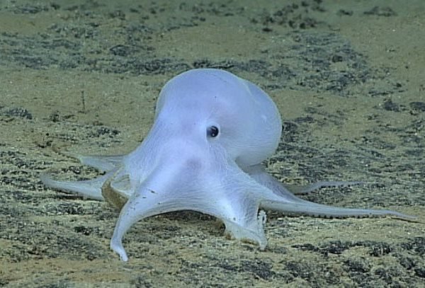 گونه ای جدید از آبزیان در اقیانوس آرام کشف شد گونه ای جدید از آبزیان در اقیانوس آرام کشف شد