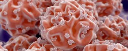 شناسایی گونه جدیدی از سلول های بنیادی شناسایی گونه جدیدی از سلول های بنیادی