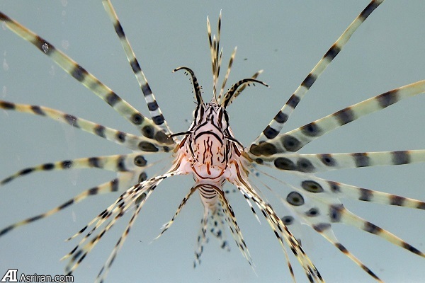 بدترین گونههای مهاجم جهان بدترین گونههای مهاجم جهان