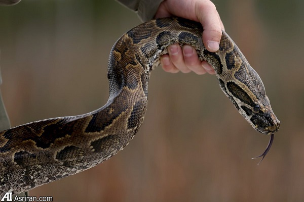 بدترین گونههای مهاجم جهان بدترین گونههای مهاجم جهان