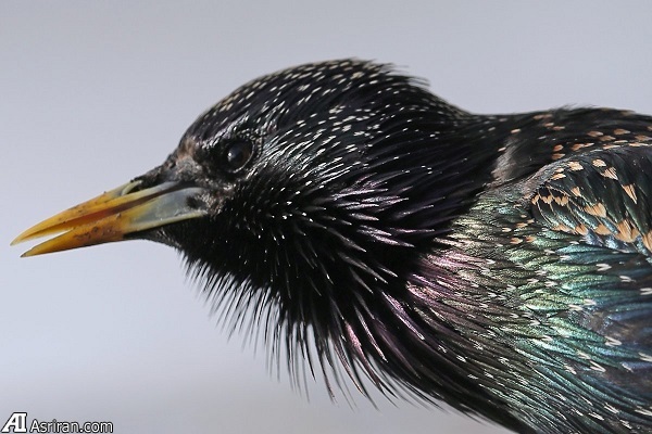 بدترین گونههای مهاجم جهان بدترین گونههای مهاجم جهان