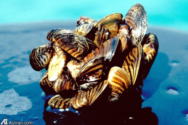 بدترین گونههای مهاجم جهان بدترین گونههای مهاجم جهان