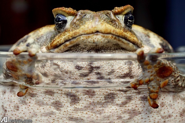 بدترین گونههای مهاجم جهان بدترین گونههای مهاجم جهان