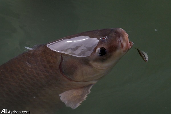 بدترین گونههای مهاجم جهان بدترین گونههای مهاجم جهان
