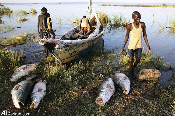 بدترین گونههای مهاجم جهان بدترین گونههای مهاجم جهان