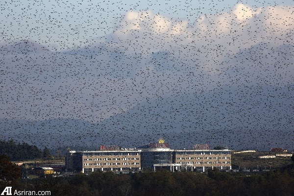 بدترین گونههای مهاجم جهان بدترین گونههای مهاجم جهان