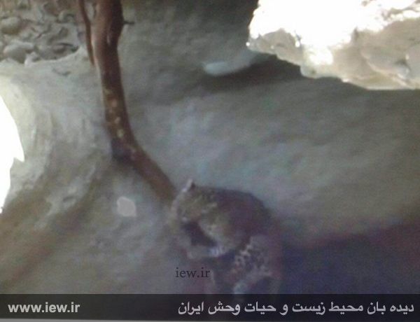 نجات یک پلنگ با تلاش محیط بانان هرمزگانی