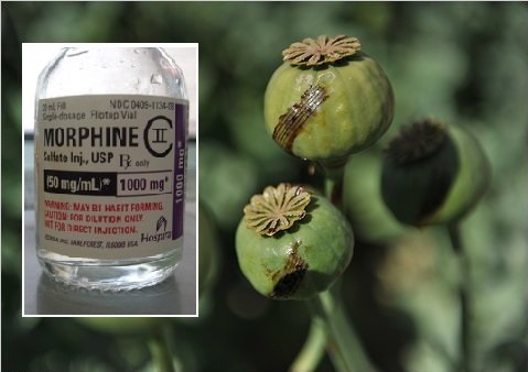 تولید مورفین با زیستفناوری، تیغی دولبه فراروی دانشمندان تولید مورفین با زیستفناوری، تیغی دولبه فراروی دانشمندان