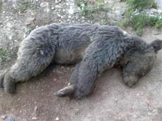 دستگیری قاتل خرس قهوه ای در کرمانشاه دستگیری قاتل خرس قهوه ای در کرمانشاه