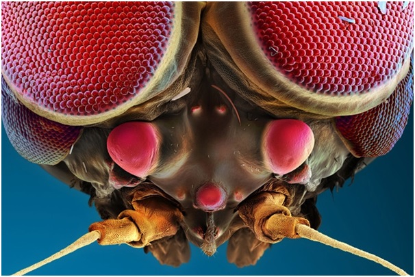 نگاهی به چشمان میکروسکوپی حشرهها نگاهی به چشمان میکروسکوپی حشرهها