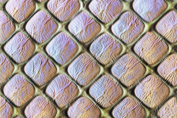 نگاهی به چشمان میکروسکوپی حشرهها نگاهی به چشمان میکروسکوپی حشرهها