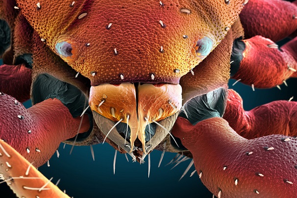 نگاهی به چشمان میکروسکوپی حشرهها نگاهی به چشمان میکروسکوپی حشرهها