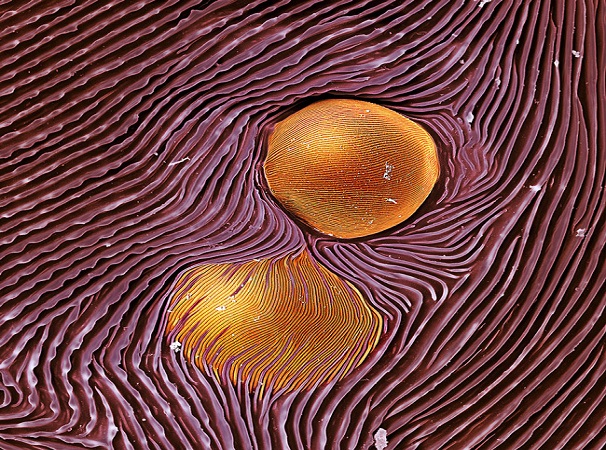 نگاهی به چشمان میکروسکوپی حشرهها نگاهی به چشمان میکروسکوپی حشرهها