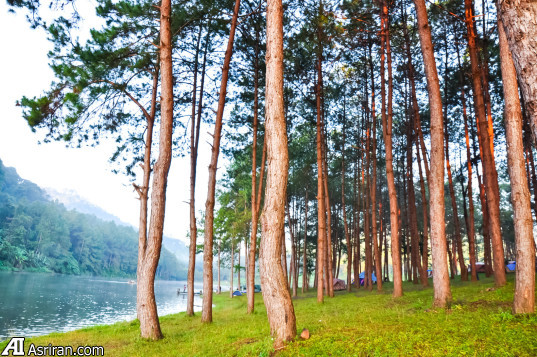 انسان کمر به قتل ریه‌های زمین بسته است