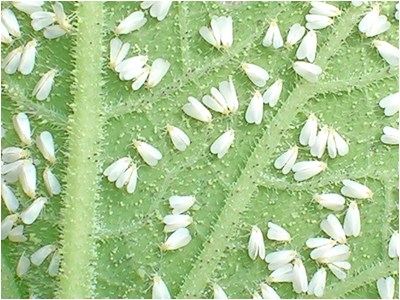 هشدار سازمان حفظ نباتات نسبت به انفجار جمعیت مگس‌های سفید در تهران