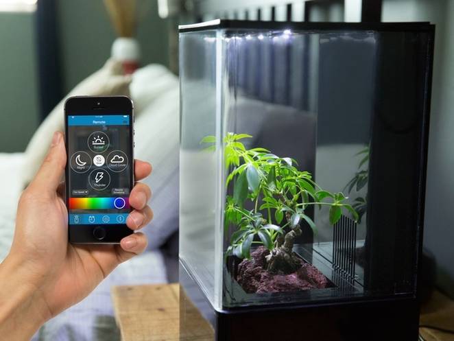 تصفیه طبیعی هوای منزل به کمک گیاهان