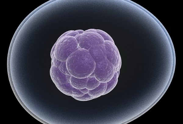 درمان فلج حرکتی با سلولهای بنیادی درمان فلج حرکتی با سلولهای بنیادی