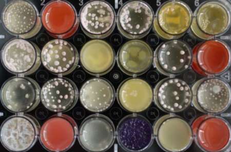 کاهش مقاومت آنتی بیوتیکی با نوعی قارچ کمیاب