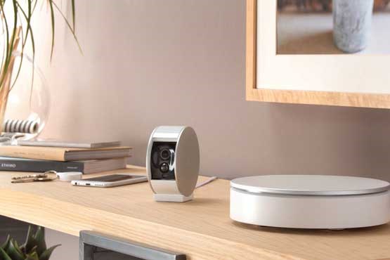 روباه محافظ